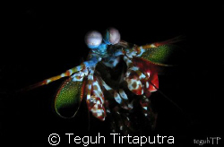Capture this mantis shrimp inside the crevices... by Teguh Tirtaputra 